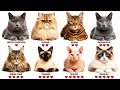 Every Type of Cat Breed Ranked by Affection to Owners