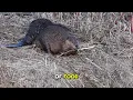 Download Lagu Amazing Beaver Facts You Didn’t Know