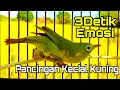 Download Lagu KECIAL KUNING GACOR PANCINGAN KECIAL KUNING SUPER AMPUH 3 DETIK EMOSI