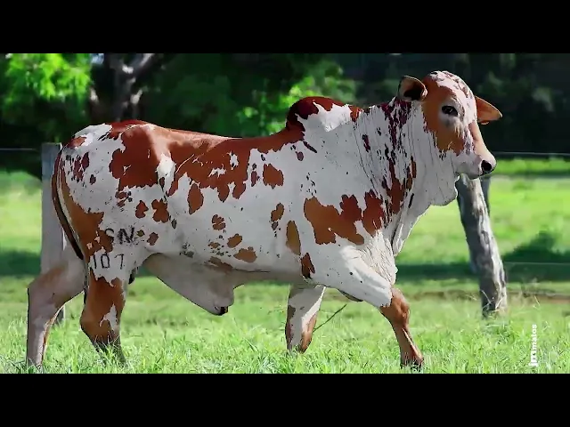 Touro Nelore FESN - 107