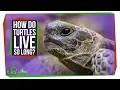 How Do Turtles Live So Long