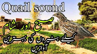 quail sound batair awaz common quail sound morning and night hunting sound