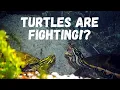 Why Are My Turtles Fighting Reasons and Solutions
