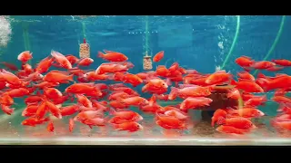 Cung cấp sỉ cá ali thái - Lucky 0919679318