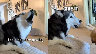 My Husky SCREAMS at Me When We Play a Game (SHE ARGUES)