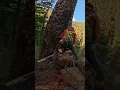 Beauty High-Grade Fir Split Cedar Breaks