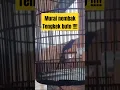Download Lagu Murai isian tengkek buto #muraibatu #muraibatugacor #murai