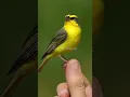 Download Lagu Mozambique bird chirping #trending #birds #mozambique #shorts #shortvideo #animals #beautiful #fyp