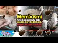 Download Lagu CARA AMPUH MEMBASMI KUTU PADA DOMBA