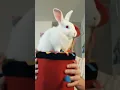 Anybunny want a Bunny