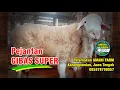 DOMBA GIBAS JANTAN SUPER #domba #dombagibas #peternakmilenial #dombaqurban #hpdki #ternakdomba #farm