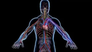 ماذا تفعل الكهرباء بجسم الإنسان 