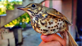 صوت السمن والشحرور مدمج افضل صوتين مجرب موسم 2025 فعااااال 100 