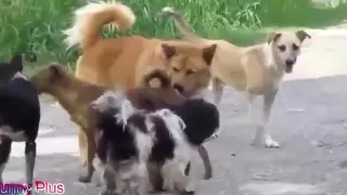 best funny videos dogs mating compilation 0413 video funny