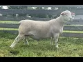 5514 Ram Lamb Online at Tays Realty Auction LLC
