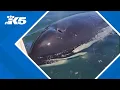 Woman encounters orca in Hood Canal