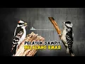 Download Lagu Masteran Pelatuk Sampit Sambung Belalang Emas Jernih