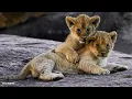 Playful morning with lion cubs - SafariLIVE Sunrise