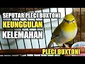 Download Lagu SEPUTAR PLECI BUXTONI | KELEBIHAN DAN KEKURANGAN SERTA CARA PERAWATAN PLECI BUXTONI #PLECIMANIA