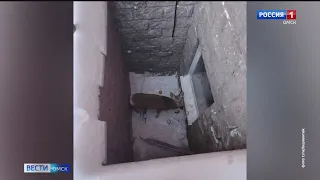 В Омске косуля провалилась в нишу цокольного этажа и не смогла выбраться