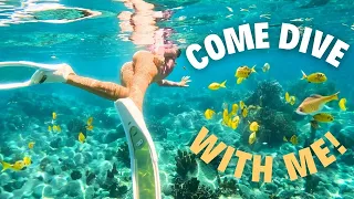 DIVE INTO GUADELOUPE: THE CARIBBEAN’S EMERALD TREASURE! EP-139