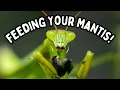 Pet Mantis Feeding - How To Feed Your Praying Mantis Spooderpods