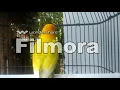 Lagu Masteran Ampuh lovebird Filmora Ngekek 1 menit lebih