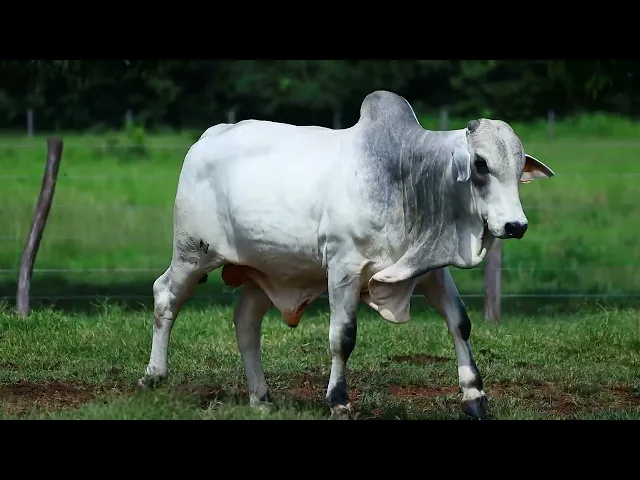 Touro Nelore FESN - 109