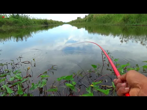 Download MP3 DANAU TERTUTUP BERTAHUN-TAHUN JADI TEMPAT BERKUMPULNYA IKAN NILA BESAR