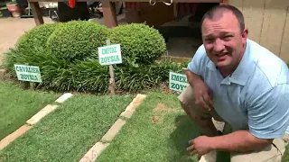 what type of zoysia grass is best