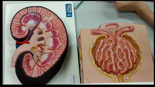 Histologia do rim   Modelo sintético