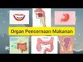 Lirik Lagu Organ Pencernaan Makanan Manusia beserta Fungsinya