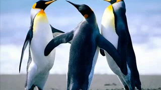 ردح البطاريق دندنها