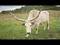 Zeus & Europa - Shape-Shifting into a Bull to Seduce a Mortal   | Ep. 7 - Gods & Mortals Series