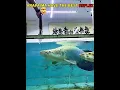 Arapaima Reflex🐟vs This💀 #shorts #reflexes #arapaima #cat #trolledit #viral #foryou #fyp #phonk #us