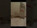 DIY life size rolling Santa Sleigh and Reindeer