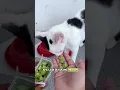 Download Lagu semurah ini kakak😻. #catgrasspawsitivevibes #pawsitivevibescatgrass #snackrumputkucing