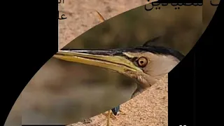 صوت طائر الواق 