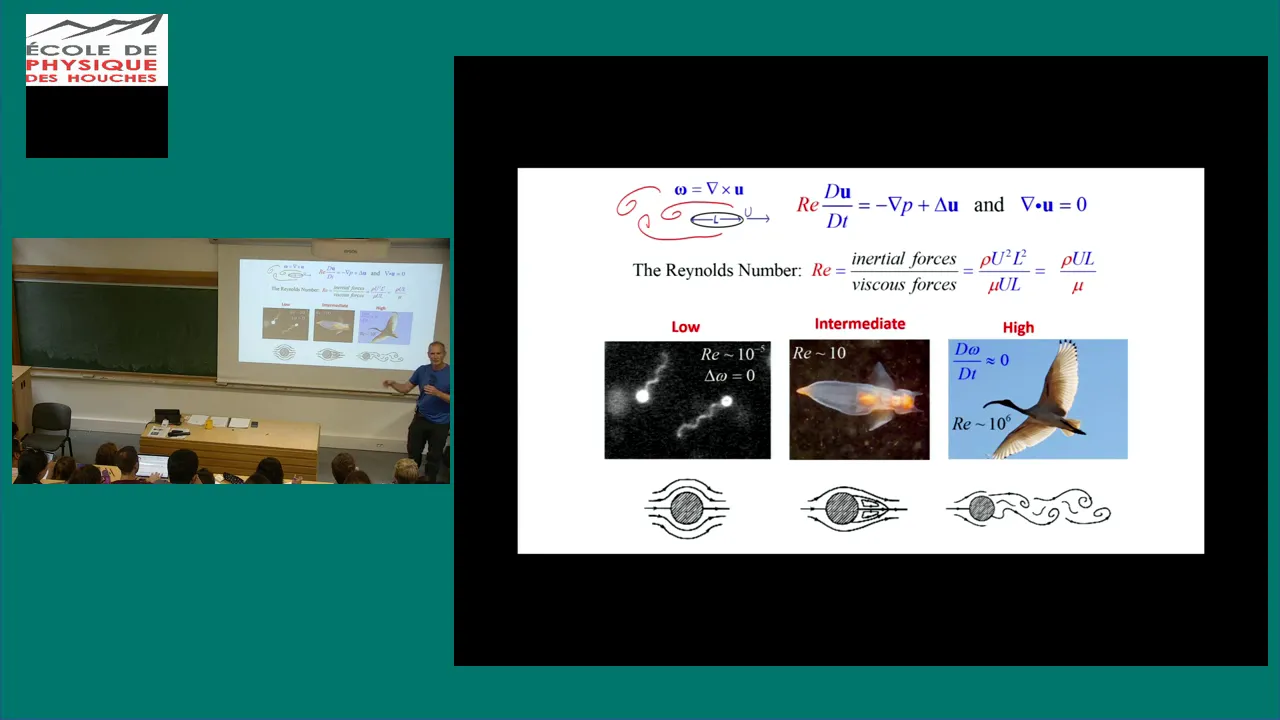 Fluid dynamics of swimming & active particles, from one to many 1