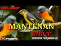 Download Lagu Suara pikat burung MANTENAN  gunung Ribut