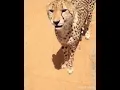 Ternyata begini suara asli cheetah mirip kucing lucu