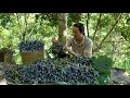 Download Lagu Harvesting black olives to cook traditional dishes .