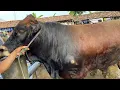 Download Lagu UPDATE HARGA SAPI QURBAN 2025 DI PASAR KLIWON GROBOGAN JATENG
