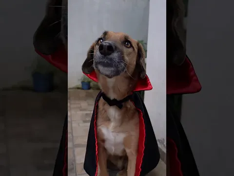 Le hice un trajecito a mailo 🐶🧛‍♂️
