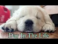 Day In The Life With 18 Golden Retriever Puppies