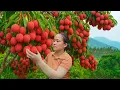 Download Lagu Harvesting Ripe Lychee Garden and Bringing It to Market to Sell, as Feed for Fish, Chicken, and Pigs