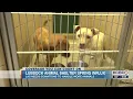 Lubbock Animal Shelter dealing with influx of strays