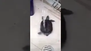 اتمني احمد محسن يتخطى I Hope Ahmed Mohsen Skips Funnyvideo Meme Fyp Foryou ضحك ميمز العرب 