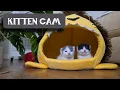 Lagu The Kitten Room Night 29: Jim \u0026 Pam - Office Kittens