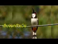 Download Lagu นกหัวจุก birds - เสียงนกกรงหัวจุกตัวเมียดังฟังชัดกระตุ้นนกตัวผู้หรือใช้ต่อคู่...!!